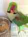 Alexandrine