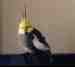 Cockatiel