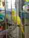 Indian Ringneck Parakeet