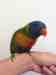 Lory / Lorikeet