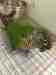 Conure