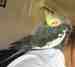 Cockatiel