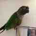 Conure