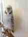 Budgerigar