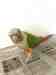 Conure