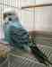 Budgerigar