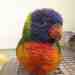 Lory / Lorikeet