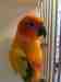 Conure