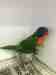 Lory / Lorikeet