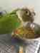 Conure