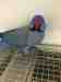 Indian Ringneck Parakeet