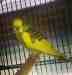 Budgerigar