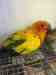 Conure