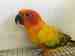 Conure