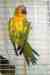 Conure