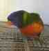 Lory / Lorikeet