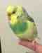 Budgerigar