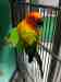 Conure