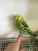 Budgerigar