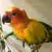 Conure