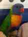 Lory / Lorikeet