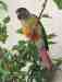 Conure