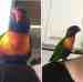 Lory / Lorikeet