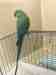 Indian Ringneck Parakeet