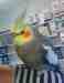 Cockatiel