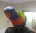 Lory / Lorikeet