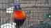 Lory / Lorikeet