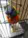 Lory / Lorikeet