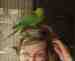 Indian Ringneck Parakeet