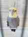 Cockatiel