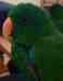 Eclectus