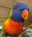 Lory / Lorikeet