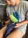 Indian Ringneck Parakeet