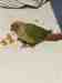 Conure