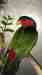 Lory / Lorikeet