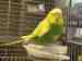 Budgerigar