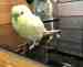 Budgerigar