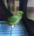 Indian Ringneck Parakeet