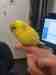 Budgerigar