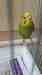 Budgerigar