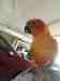 Conure