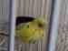 Budgerigar