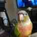 Conure