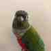 Conure