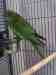 Parakeet