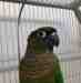 Conure